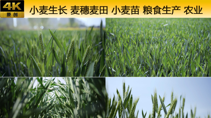 小麦生长期 小麦抽穗 农业 小麦苗 粮食