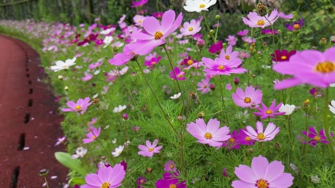 花海掠影  五颜六色格桑花