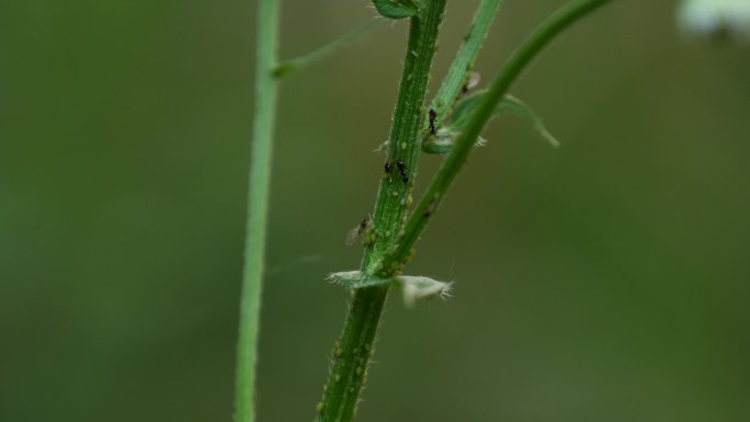 分享蜜露的蚂蚁