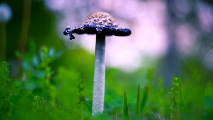 小清新野生菌野蘑菇毒蘑菇清新空镜头