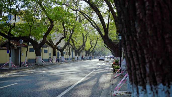 颐和路建筑环境光影自然清新感空镜树木
