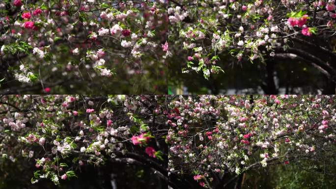 春风桃花朵朵