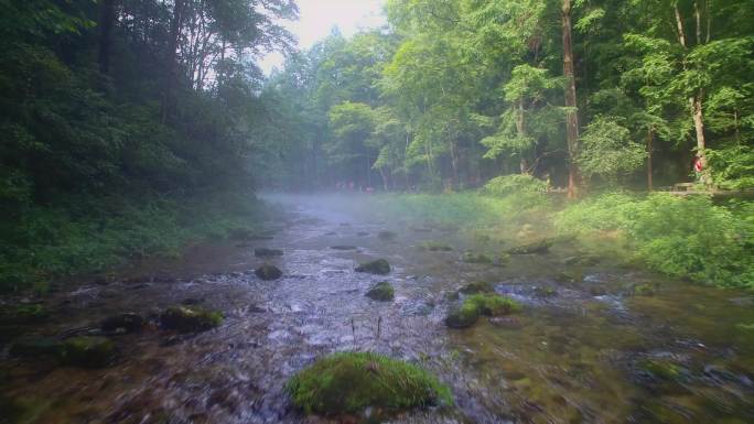航拍张家界金鞭溪绿色森林晨雾中的清澈溪流
