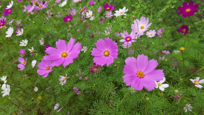 花海掠影  五颜六色格桑花