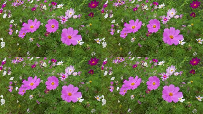 花海掠影  五颜六色格桑花