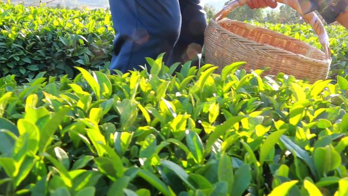 绿茶人工采摘一芽一叶