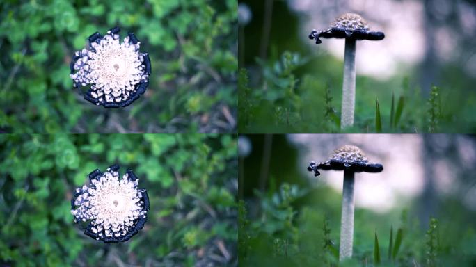 小清新野生菌野蘑菇毒蘑菇清新空镜头