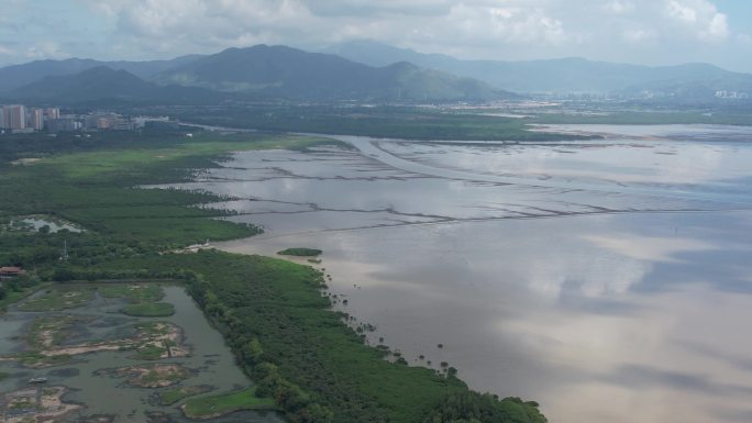 国际红树林中心：深圳福田红树林保护区