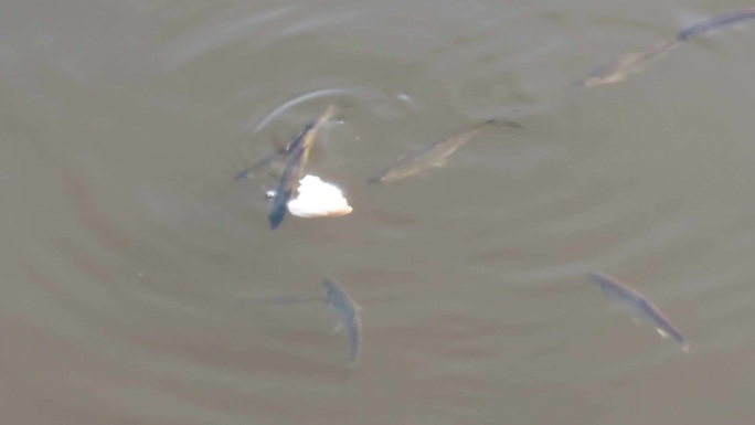 污浊的河水鱼抢食塑料垃圾