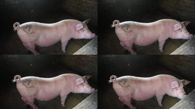 养殖猪场肉猪母猪