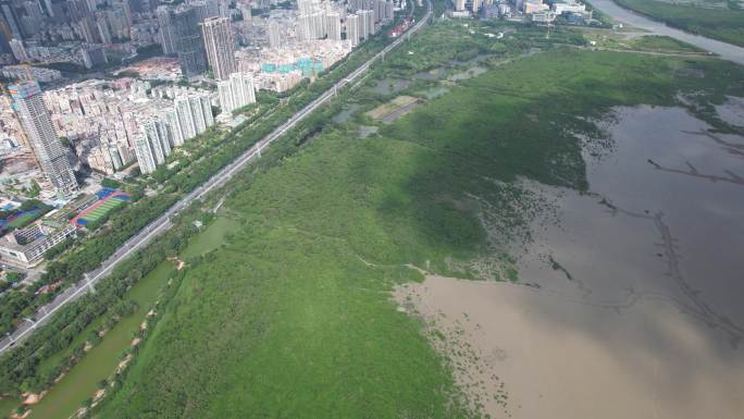 国际红树林中心：深圳福田红树林保护区