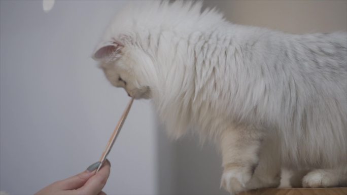 可爱猫咪合集实拍素材 小猫宠物猫咪撸猫