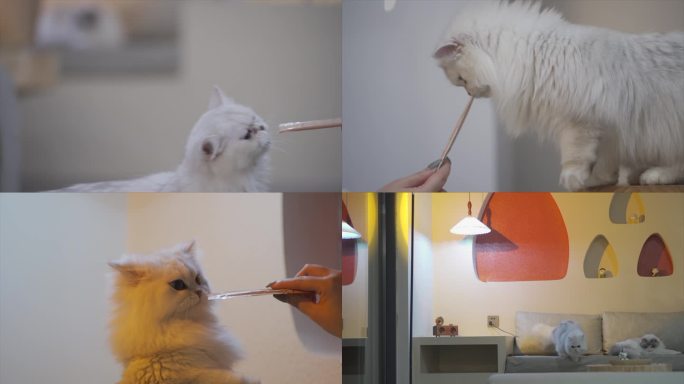 可爱猫咪合集实拍素材 小猫宠物猫咪撸猫