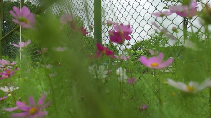 花海掠影  五颜六色格桑花