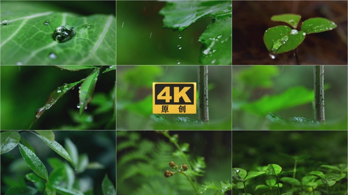 雨水露珠水滴露珠植物