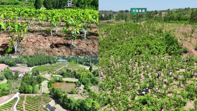 中国桑都 四川乐至蚕桑园 栽桑养蚕