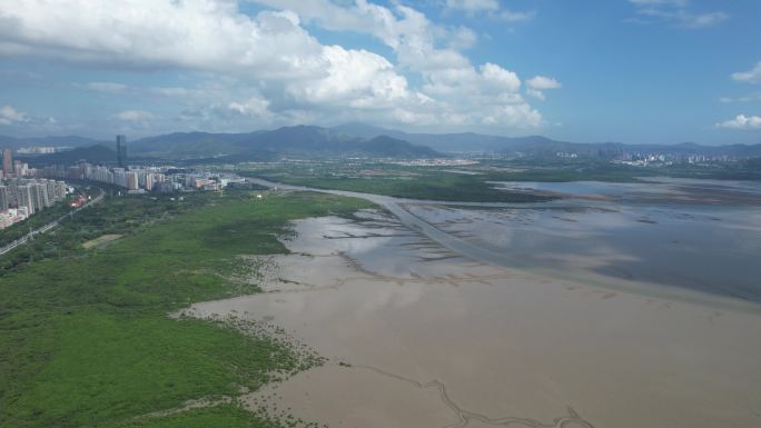 国际红树林中心：深圳福田红树林保护区