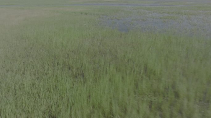 航拍草原河流湿地