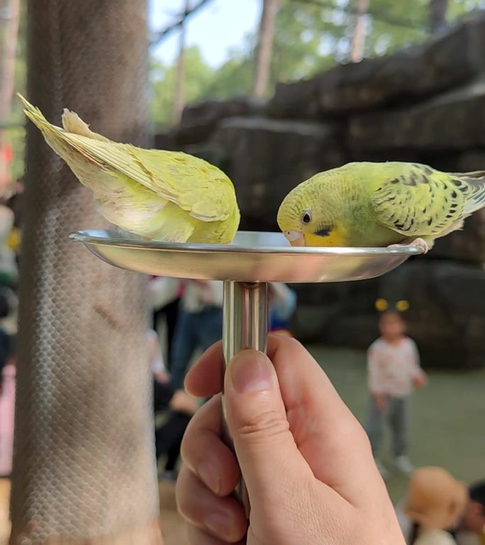 两只小鹦鹉吃午饭 九峰森林动物园