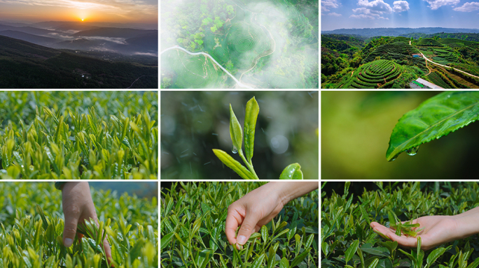 茶山采茶炒茶泡茶合集