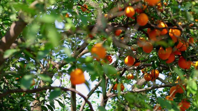 柑橘果园脐橙果园果林素材