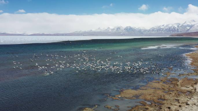 西藏阿里湖泊荒野雪山航拍2