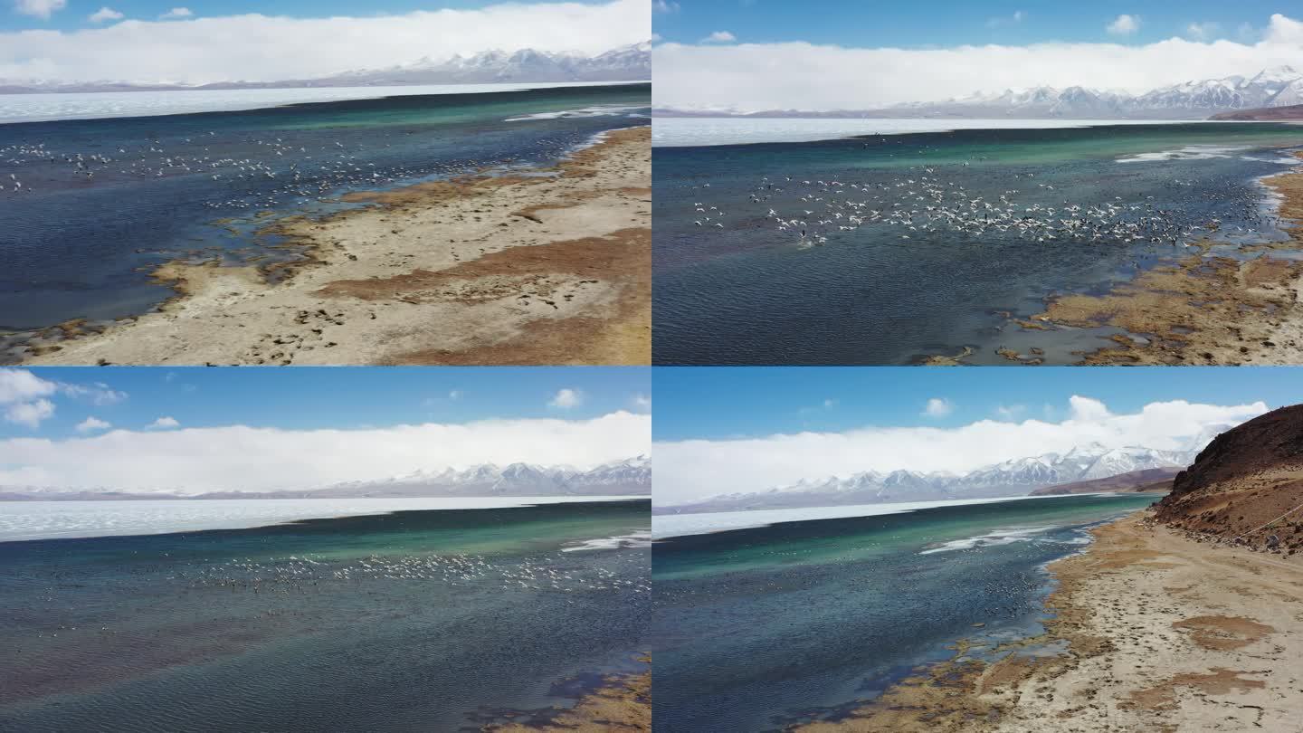西藏阿里湖泊荒野雪山航拍2
