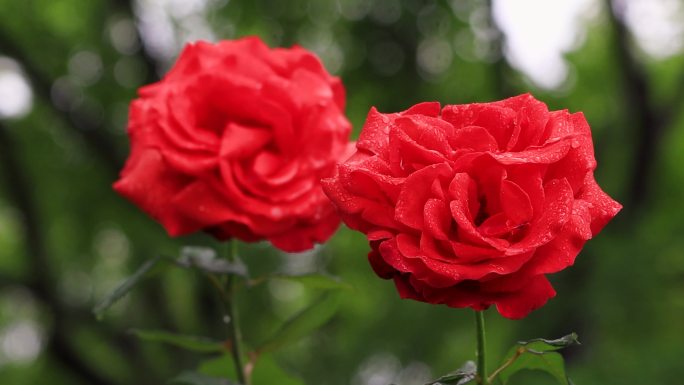 雨中的月季花