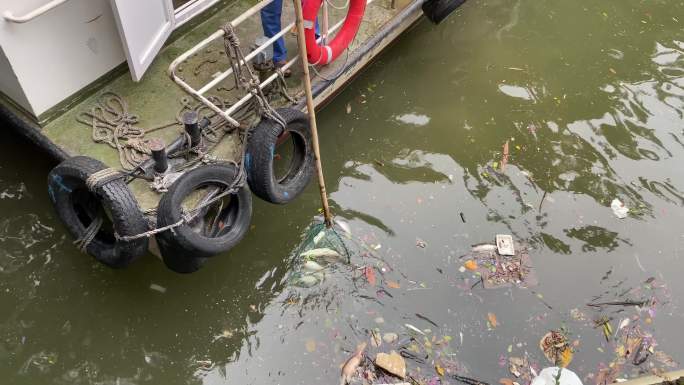 水面垃圾水面漂浮物死鱼