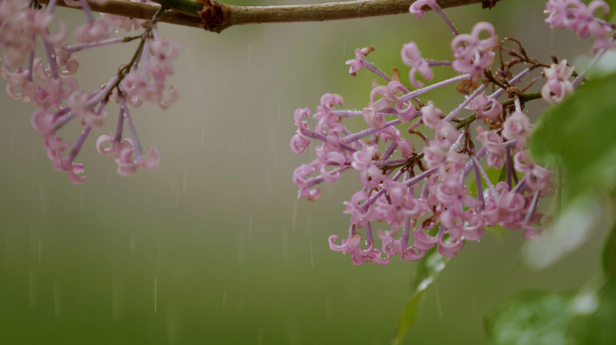 春天细雨绵绵，雨水，惊蛰，下雨，城市