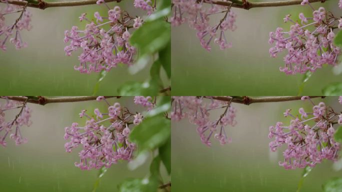 春天细雨绵绵，雨水，惊蛰，下雨，城市