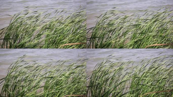 风吹河边的蒲草与水波荡漾