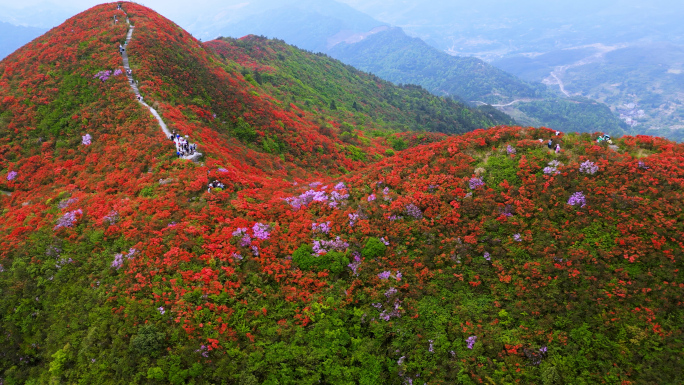 百里杜鹃映山红花海4K航拍