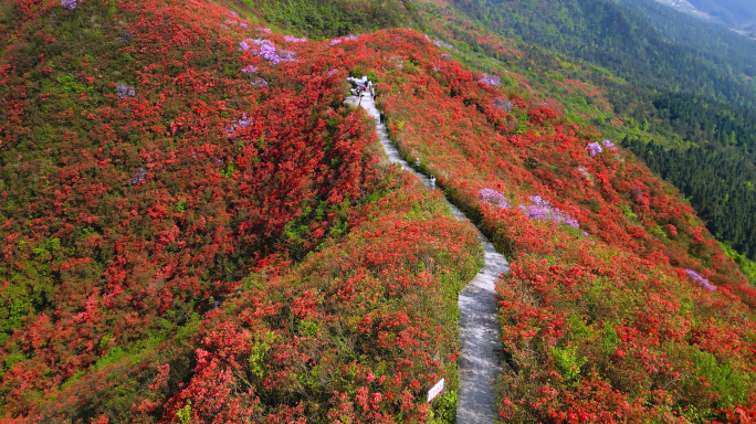 百里杜鹃映山红花海4K航拍