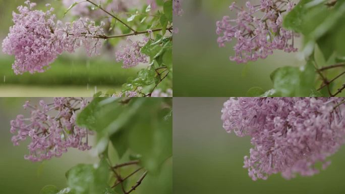 春天谷雨小雨细雨绵绵清明节，丁香花