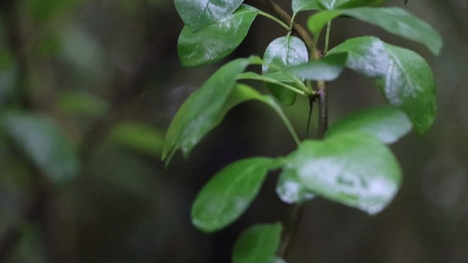 雨后的植物