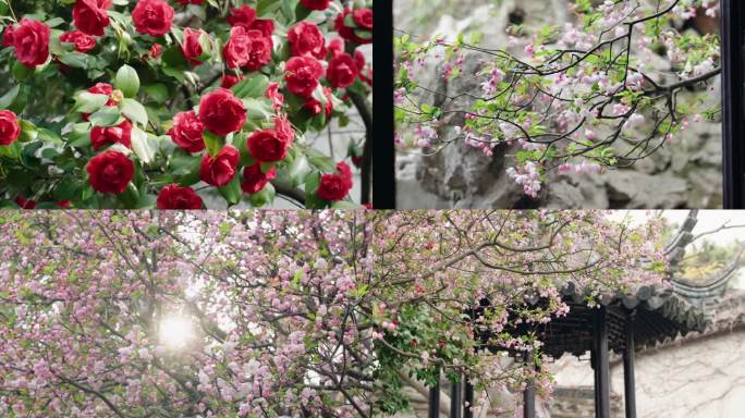 留园山茶花垂丝海棠
