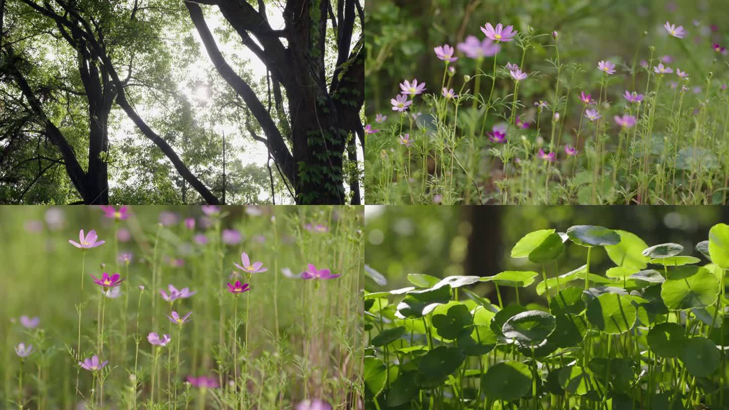 春天小花小草