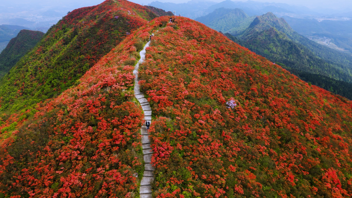 贵州丹寨百里杜鹃映山红花海4K航拍