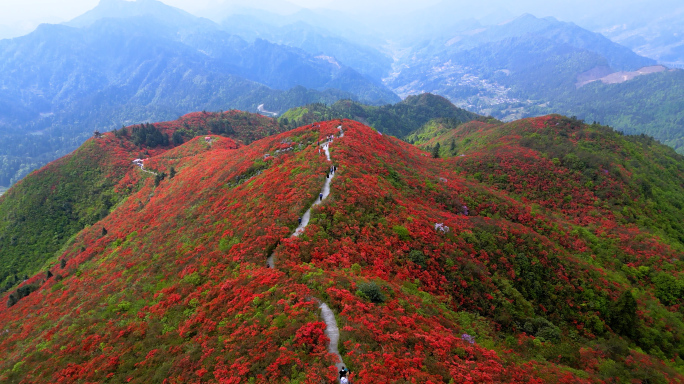 贵州丹寨百里杜鹃映山红花海4K航拍