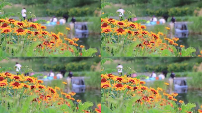 威海里口山张村河畔的金鸡菊和洗衣妇女