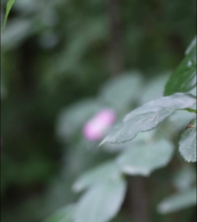 雨后的植物