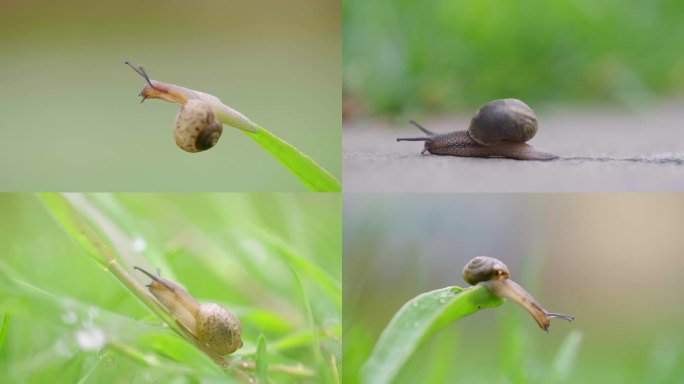 春天 清明 自然蜗牛爬行-谷雨夏至节气