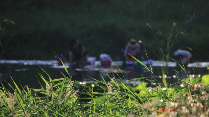 威海里口山张村河畔的金鸡菊和洗衣妇女