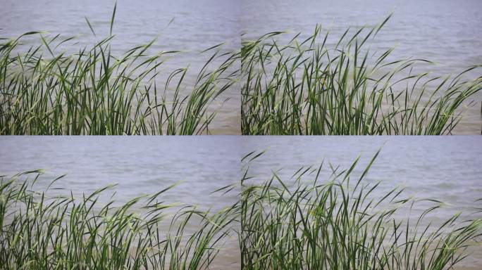 河边的蒲草与水波荡漾