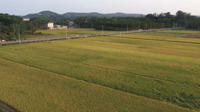 【4K】海南琼海乡村水稻种植