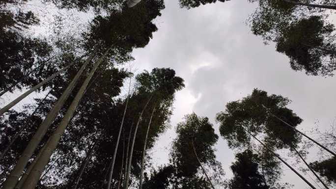 仰拍下雨前狂风中的竹林竹叶竹冠