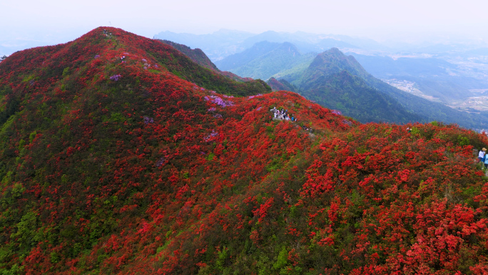 贵州丹寨百里杜鹃映山红花海4K航拍