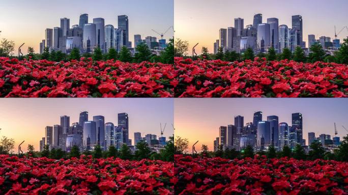 深圳 前海 公园 高楼 日落 宣传 花朵