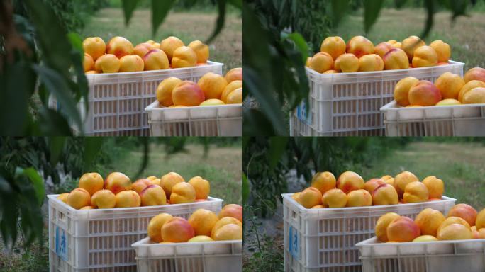黄桃果园水果桃子水蜜桃